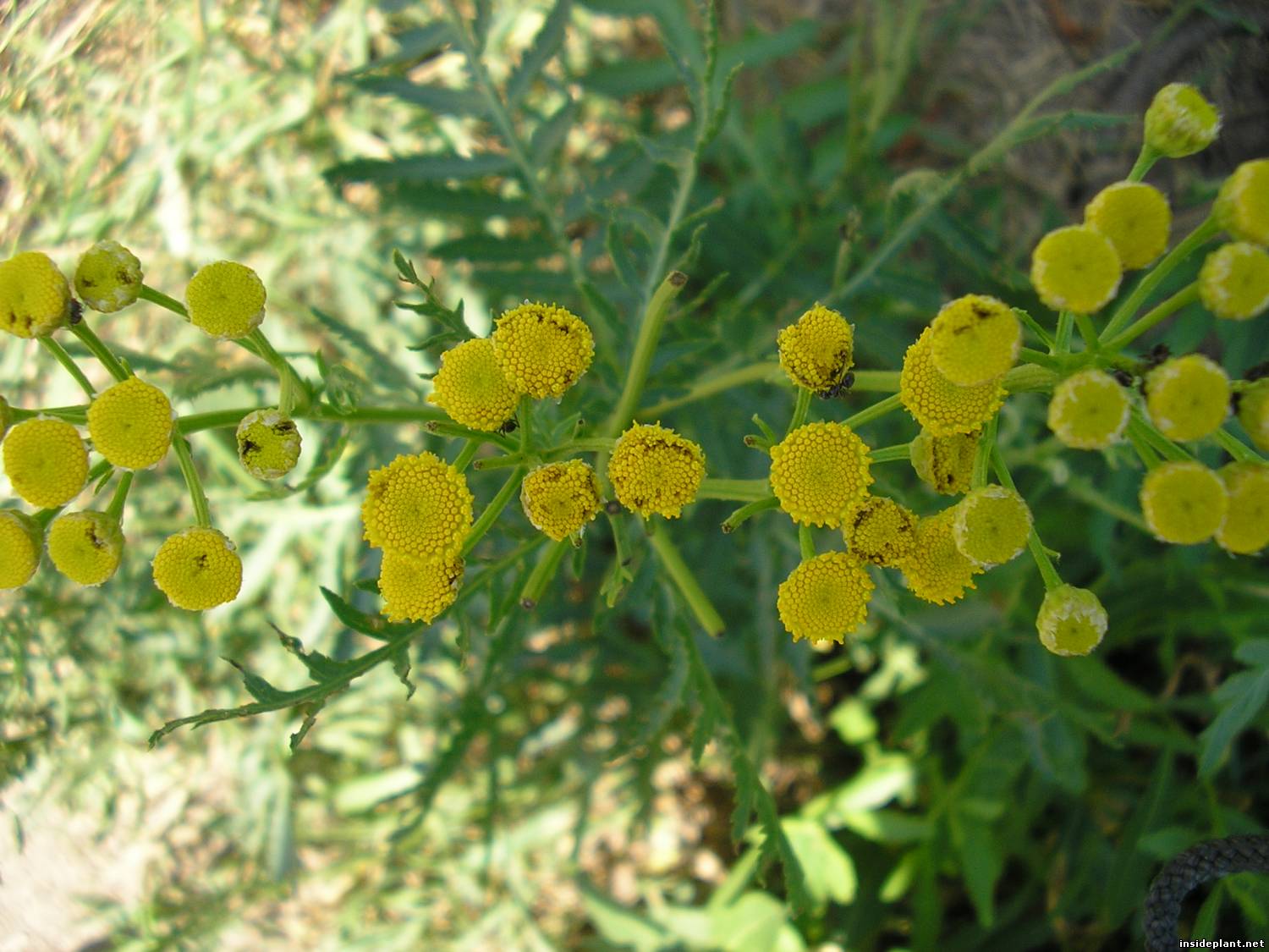 Жёлтые цветочки средней полосы